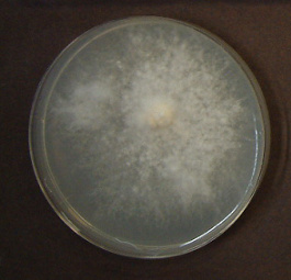 Heterobasidion annosum1(FOA-6769)